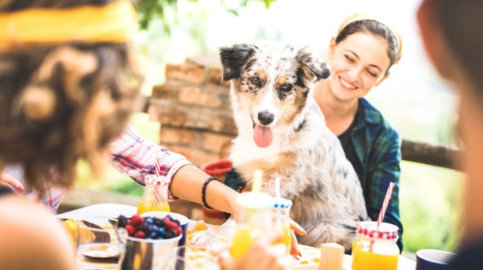 Dog Friendly Dining in Lake Tahoe