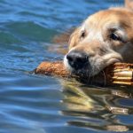 Dog friendly-Beaches-Lake Tahoe