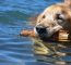 Dog friendly-Beaches-Lake Tahoe