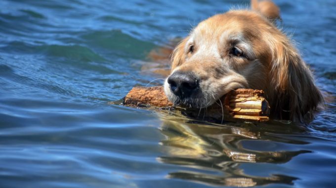 Dog friendly-Beaches-Lake Tahoe