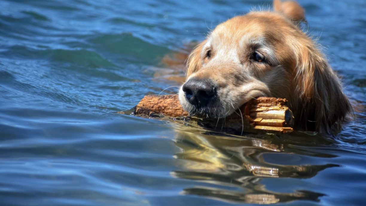 Dog friendly-Beaches-Lake Tahoe