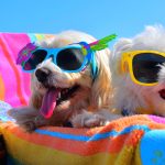 Dog Services in South Lake Tahoe