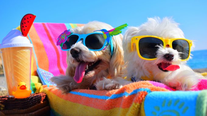 Dog Services in South Lake Tahoe
