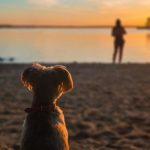 Dog Human Sitting at Sunrise