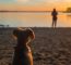Dog Human Sitting at Sunrise
