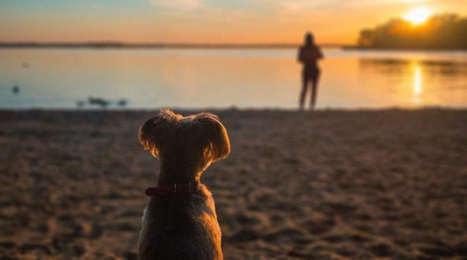 Dog Human Sitting at Sunrise