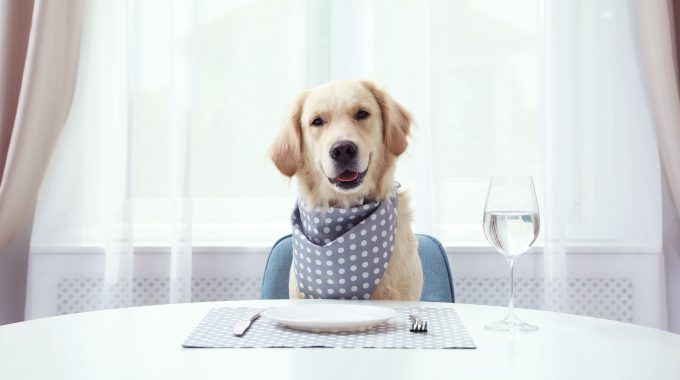 Dining with Your Doggie