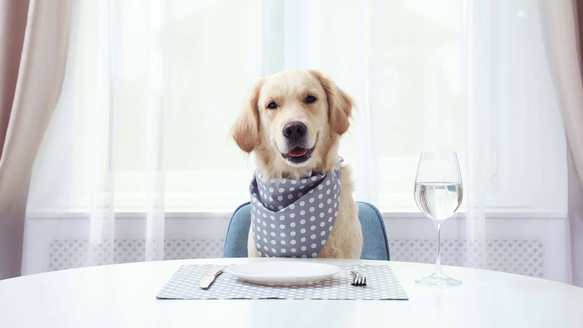 Dining with Your Doggie