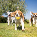 Dog Friendly Parks