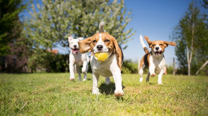 Dog Friendly Parks