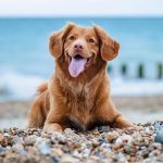 Happy Tahoe Dog