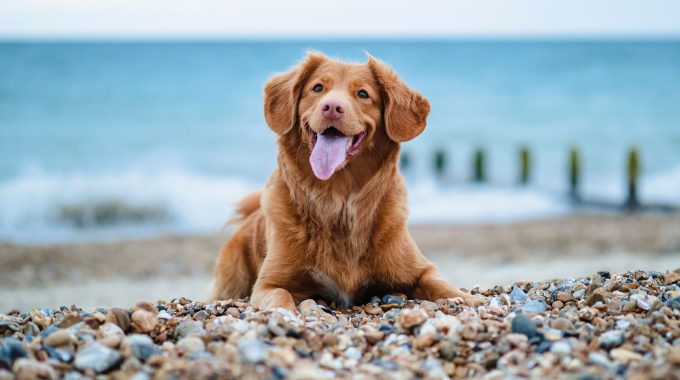 Happy Tahoe Dog